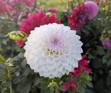 Load image into Gallery viewer, Ferncliff Crevasse Dahlia Tuber - FCRV