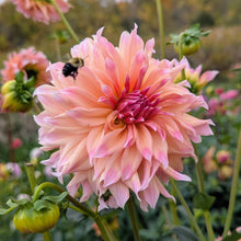 Load image into Gallery viewer, Ash Candy Dahlia Tuber - ASHC (LMIT 1)