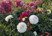 Load image into Gallery viewer, Ferncliff Crevasse Dahlia Tuber - FCRV (5 Pack)