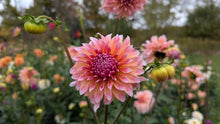 Load image into Gallery viewer, Ash Candy Dahlia Tuber - ASHC (LMIT 1)