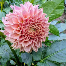 Load image into Gallery viewer, KA Coral Sea Dahlia Tuber - KACS