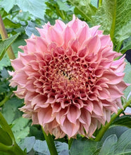 Load image into Gallery viewer, KA Coral Sea Dahlia Tuber - KACS