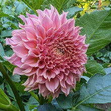 Load image into Gallery viewer, KA Coral Sea Dahlia Tuber - KACS