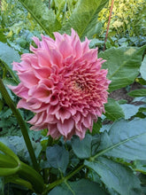 Load image into Gallery viewer, KA Coral Sea Dahlia Tuber - KACS