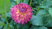 Load image into Gallery viewer, River's Bombaros Dahlia Tuber - RVBB