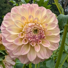 Load image into Gallery viewer, Coorabell Astrid Dahlia Tuber - CRBA