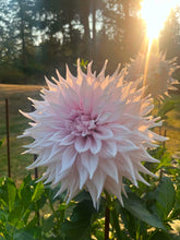 Load image into Gallery viewer, Van Isle Georgia Dahlia Tuber - VIGG
