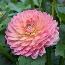 Load image into Gallery viewer, Fawn Dahlia Tuber - FWN