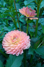 Load image into Gallery viewer, Fawn Dahlia Tuber - FWN