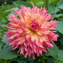 Load image into Gallery viewer, Bloomquist Amazing Dahlia Tuber - BQAMZ