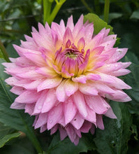 Load image into Gallery viewer, Miss Delilah Dahlia Tuber - MSDL