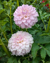 Load image into Gallery viewer, Vista Linda Dahlia Tuber - VSTLN