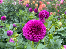 Load image into Gallery viewer, SB's Becky Dahlia Tuber - SBBC