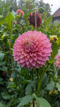 Load image into Gallery viewer, Bloomquist Mojo Dahlia Tuber - BQMJ