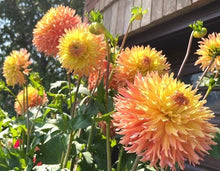 Load image into Gallery viewer, Van Isle Princess Dahlia Tuber - VIPRN