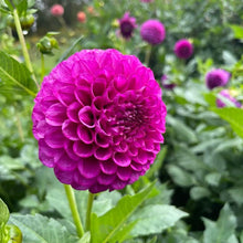 Load image into Gallery viewer, SB's Becky Dahlia Tuber - SBBC