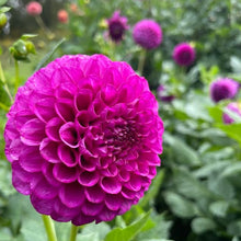 Load image into Gallery viewer, SB's Becky Dahlia Tuber - SBBC (5 Pack)