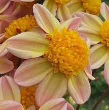 Load image into Gallery viewer, Bloomquist Golden Dahlia Tuber - BQGL