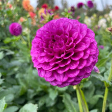 Load image into Gallery viewer, SB's Becky Dahlia Tuber - SBBC (5 Pack)