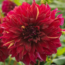 Load image into Gallery viewer, John Meggos Dahlia Tuber - JMG