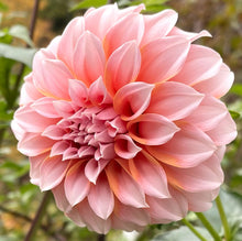 Load image into Gallery viewer, Peaches N' Cream Dahlia Tuber - PNC