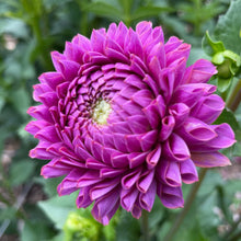 Load image into Gallery viewer, SB's Becky Dahlia Tuber - SBBC