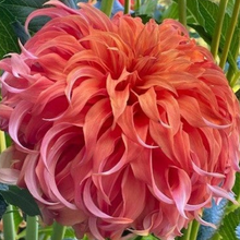 Load image into Gallery viewer, Bloomquist Jean Dahlia Tuber - BLQJ