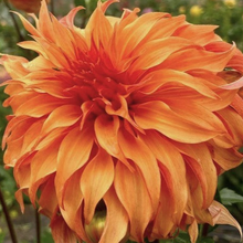 Load image into Gallery viewer, Bloomquist Jean Dahlia Tuber - BLQJ