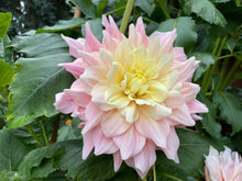 Load image into Gallery viewer, Breakout Dahlia Tuber - BROT