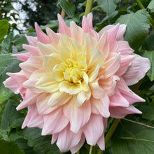 Load image into Gallery viewer, Breakout Dahlia Tuber - BROT