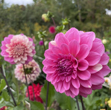 Load image into Gallery viewer, Bowser Denyse Dahlia Tuber - BWDN