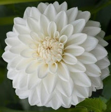 Load image into Gallery viewer, Bowser Cloud Dahlia Tuber - BWCL
