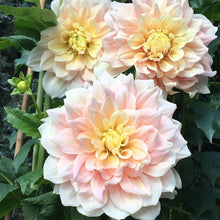 Load image into Gallery viewer, Breakout Dahlia Tuber - BROT