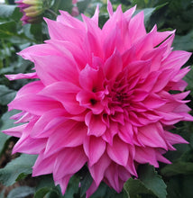 Load image into Gallery viewer, Cafe au Lait Rose Dahlia Tuber - CALR