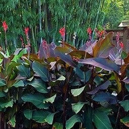 How to grow eye-catching tropical Canna Lilies