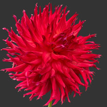 Load image into Gallery viewer, CB Fire Dahlia Tuber - CBFR