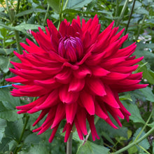 Load image into Gallery viewer, CB Valentine Dahlia Tuber - CBVL