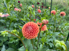 Load image into Gallery viewer, Cornel Bronze Dahlia Tuber - CBZ