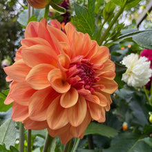 Load image into Gallery viewer, Ferncliff Copper Dahlia Tuber - FCOP