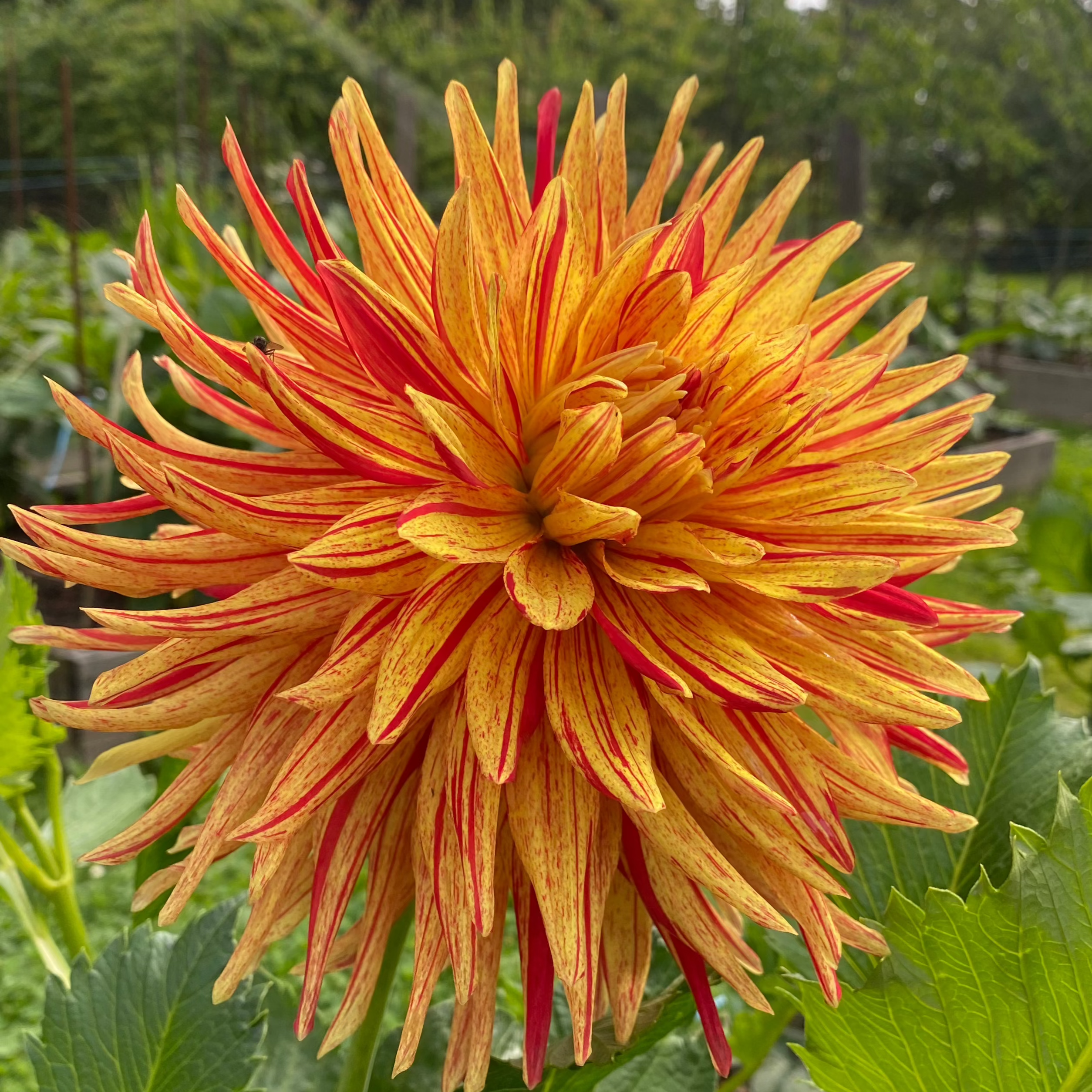 Cable Bay Bonfire Dahlia Tuber - CBBF – Deva's Gardens