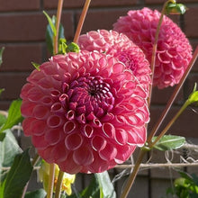 Load image into Gallery viewer, Caitlin's Joy Dahlia Tuber - CTLJ