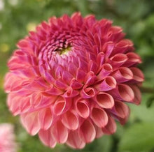 Load image into Gallery viewer, Caitlin's Joy Dahlia Tuber - CTLJ