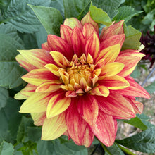 Load image into Gallery viewer, Dazzling Sun Dahlia Tuber - DAZ