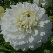 Load image into Gallery viewer, Gitts Attention Dahlia Tuber - GTTA