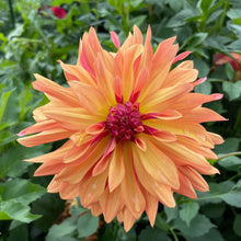 Load image into Gallery viewer, French Cancan Dahlia Tuber - FCC
