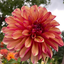 Load image into Gallery viewer, Gitts Crazy Dahlia Tuber - GITT