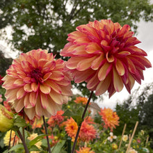 Load image into Gallery viewer, Gitts Crazy Dahlia Tuber - GITT