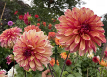 Load image into Gallery viewer, Gitts Crazy Dahlia Tuber - GITT