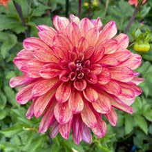 Load image into Gallery viewer, Gitts Crazy Dahlia Tuber - GITT