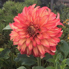 Load image into Gallery viewer, Lady Darlene Dahlia Tuber - LDLN